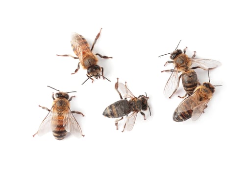 Preview: Beautiful honeybees on white background, top view. Domesticated insects