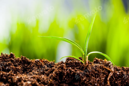 Preview: New life. Young sprout in springtime,Closeup.