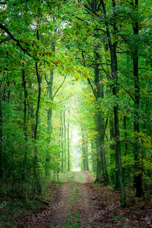 Preview: Sunrise in green forest in the fall in Poland