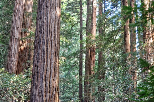 Preview: Nominated 🌟🌟🌟🌟🌟🌟🌟 California redwood trees standing tall and green with sunlight filtering through