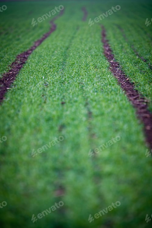 Preview: Green field with a lovely perspective