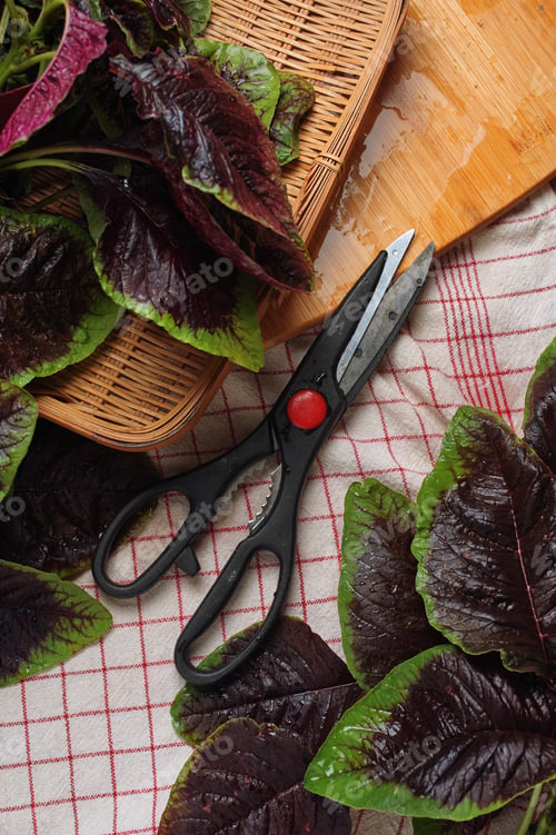 Preview: The red amaranth leaves with scissors while preparing to cook