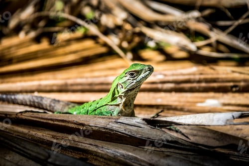 Preview: Green Lizard - Tulum, Mexico