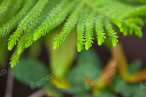 Preview: Close up of a plant