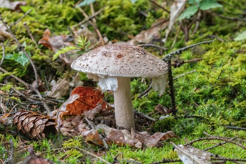 Preview: European blusher (Amanita rubescens) in a forest