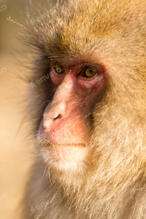 Preview: Monkey