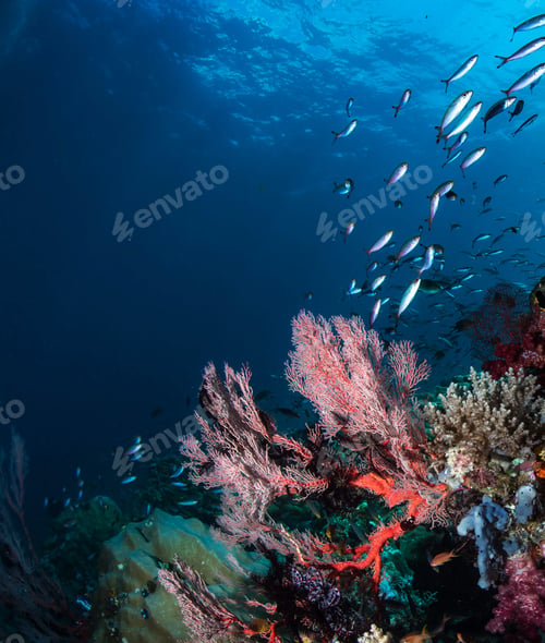 Preview: Coral reef and fish underwater photo. Underwater world scene.