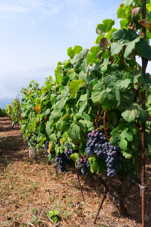 Preview: Vineyard