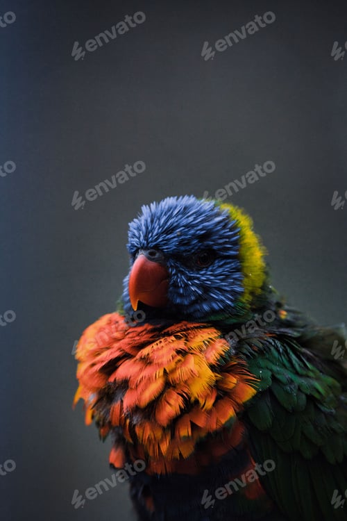 Preview: Vivid Loriini bird perched atop a natural wooden pole against a plain background
