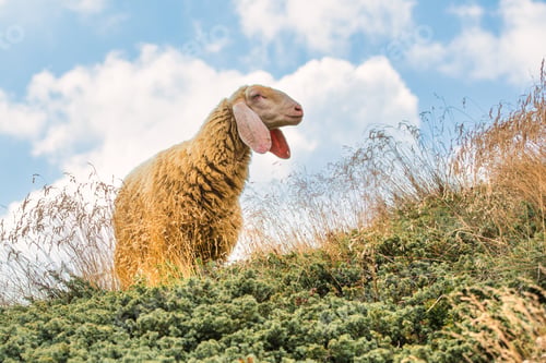 Preview: A big sheep with wool