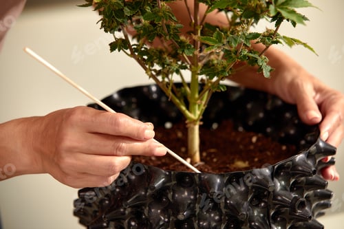 Preview: Growing a cannabis bush at home, for medicinal purposes, loosening the soil, aerating the earth