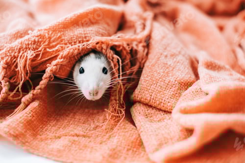 Preview: White funny decorative home rat sniffs the area and peeking out of a mink in a blanket.