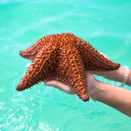 Preview: beautiful colorful starfish in girl hands