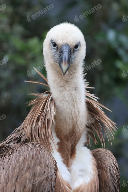 Preview: The Eurasian griffon vulture in closeup view, Gyps fulvus