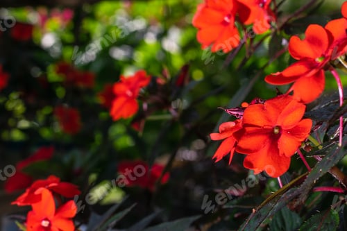 Preview: peasant garden, Impatiens walleriana or red flowers native to East Africa
