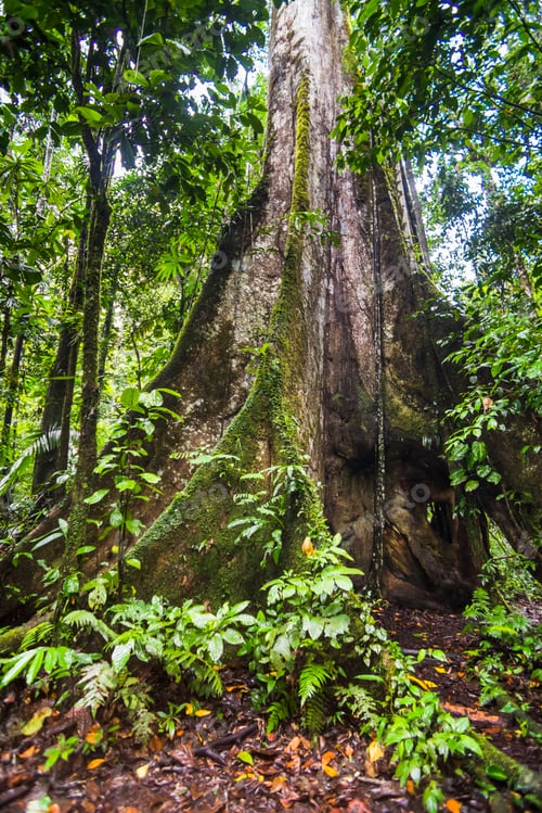 Preview: Large Kaypok tree in the Amazon Rainforest, Coca, Ecuador, South America