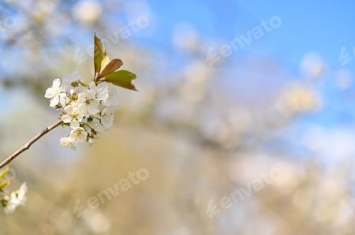 Preview: a white flower on a cherry twig.
