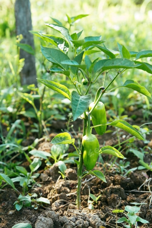 Preview: Green pepper on a garden bed. Farm cultivation of vegetables