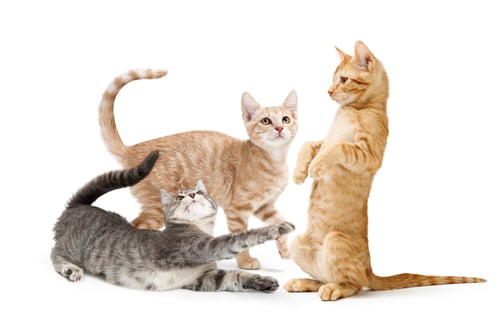 Preview: Playful Kittens Interacting on a White Background