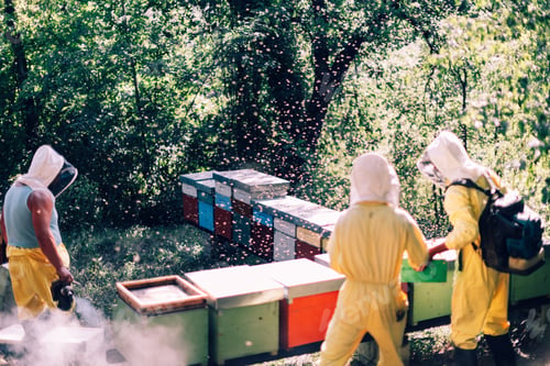 Preview: bees keeping and honey production