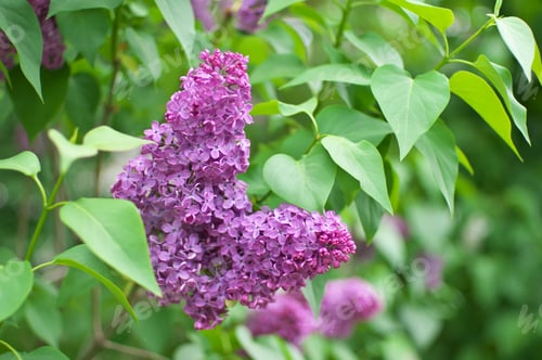 Preview: Lilac flower on bush.