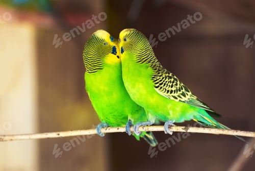 Preview: Two green budgies are sitting on branch and kissing with their beaks. Blurred background