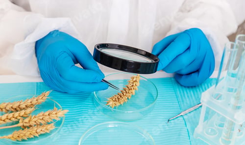 Preview: laboratory testing of wheat ears. Selective focus.