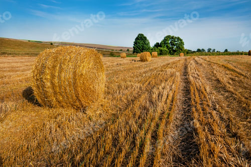 Preview: Yellow straw bale of hay amd lines at field