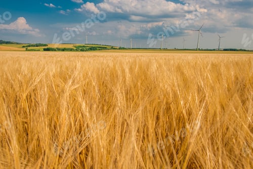 Preview: Rye Field and Power Plant