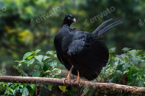 Preview: Female Red-billed Curassow (Crax blumenbachii)