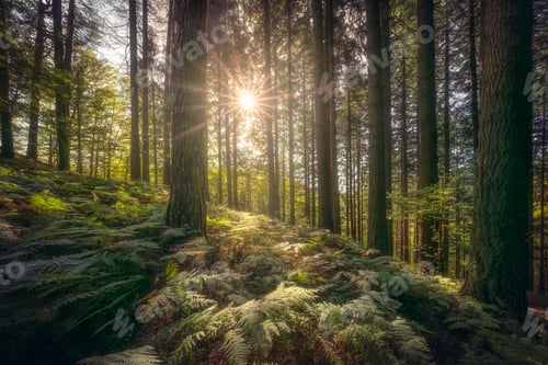 Preview: Acquerino nature reserve forest. Trees and ferns in the morning. Tuscany region, Italy.