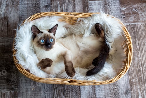 Preview: Cute kitten siamese cat indoor