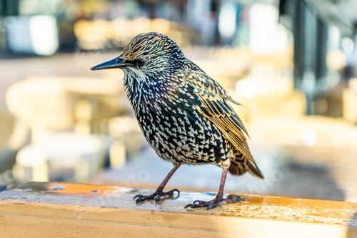 Preview: Bird european starling vulgaris closeup