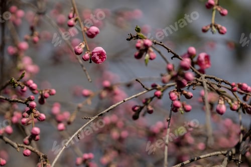 Preview: sakura blossoms bloom on the branches of the tree