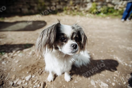 Preview: small shaggy dog