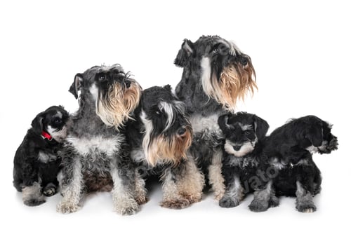 Preview: family miniature schnauzer