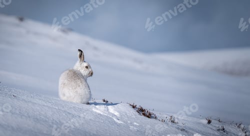Preview: Closeup shot of a cute mountain hare in the snow