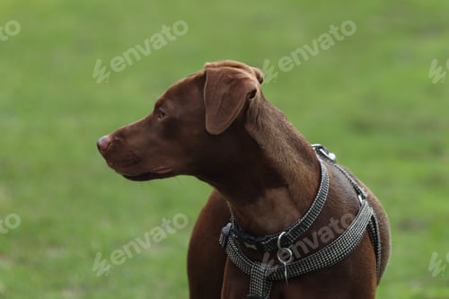 Preview: Brown dog