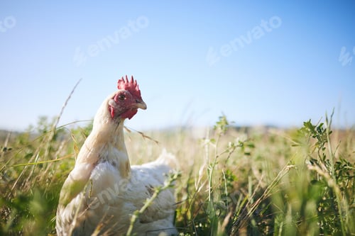 Preview: Nature, chicken in field with sky and farming mockup in green countryside, free range agriculture a