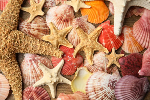 Preview: Beautiful sea stars and shells on wooden background, top view