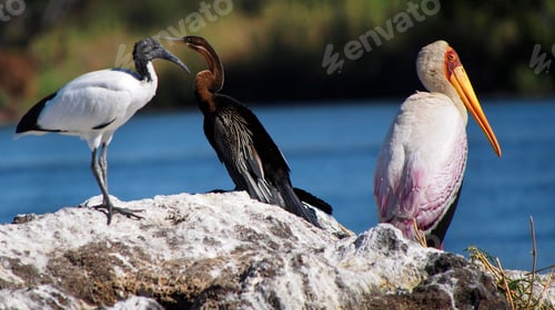 Preview: Yellow Billed Stork, Chobe National Park, Botswana
