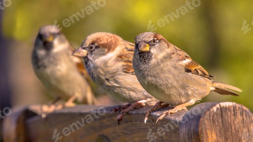 Preview: Group of House Sparrow
