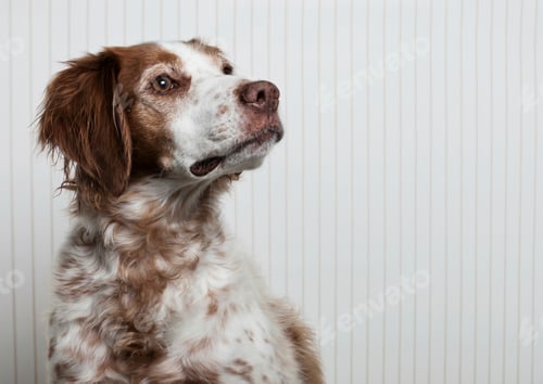 Preview: Portrait of a Brittany Spaniel