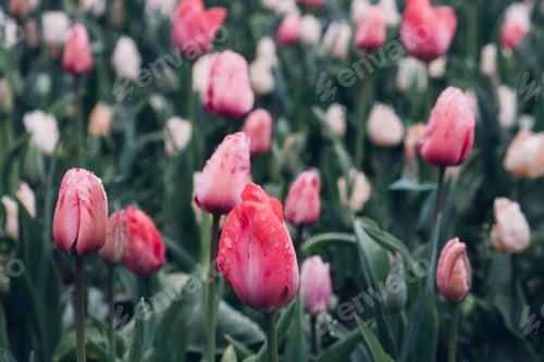 Preview: Blooming tulips.