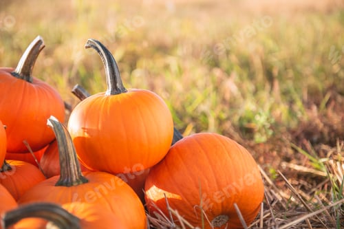 Preview: Many ripe orange pumpkins in field, space for text