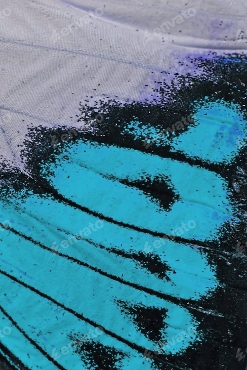 Preview: butterfly wing