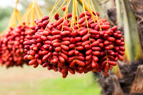 Preview: Dates palm branches with ripe dates