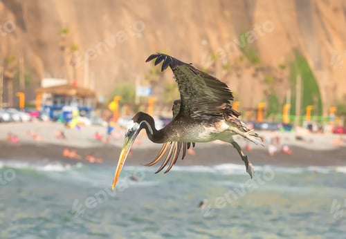 Preview: Close up peruvian brown pelican in flight over the Pacific ocean beach in Lima Peru South America