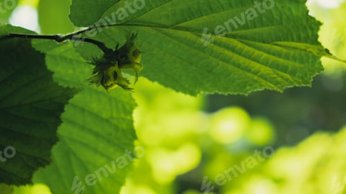 Preview: Large hazelnuts grow in the forest on green bush. Nuts Food for brain, healthy natural organic wild