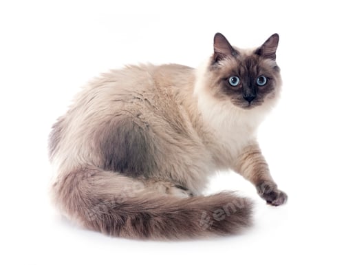 Preview: siberian cat in studio